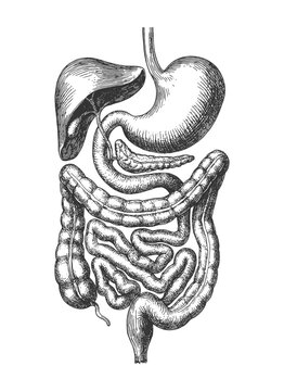 Detailed vintage anatomical drawing of human digestive system, medical illustration perfect for science, biology, and education themes.