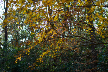 Close-up of the yellow maple leaves. Maple trees. Autumn leaves. Scene of autumn, nature concept.