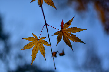 Close-up of the yellow maple leaves. Maple trees. Autumn leaves. Scene of autumn, nature concept.