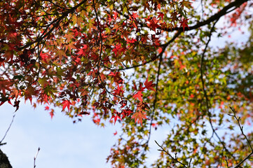 Close-up of the red maple leaves. Maple trees. Autumn leaves. Scene of autumn, nature concept.