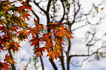 Close-up of the red maple leaves. Maple trees. Autumn leaves. Scene of autumn, nature concept.