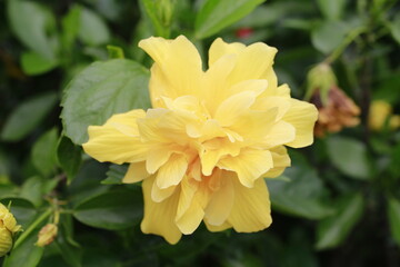 Yellow double hibiscus