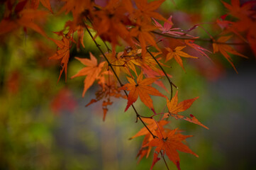 Close-up of the red maple leaves. Maple trees. Autumn leaves. Scene of autumn, nature concept.