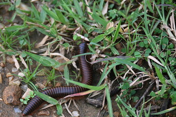 Narceus americanus millipede. It is a large millipede of eastern North America. Its Common names American giant millipede, worm millipede and iron worm.
