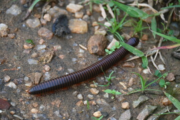 Narceus americanus millipede. It is a large millipede of eastern North America. Its Common names American giant millipede, worm millipede and iron worm.
