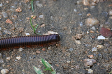 Narceus americanus millipede. It is a large millipede of eastern North America. Its Common names American giant millipede, worm millipede and iron worm.
