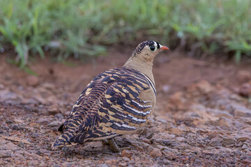 Painted sandgrouse (Pterocles indicus), Female at Baramati, Bhigwan, Maharashtra, India