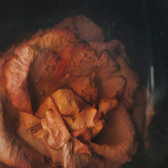 Beautiful rose romantic sensual close up photo. Dried red rose petals underwater. 