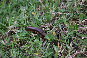 Narceus americanus millipede. It is a large millipede of eastern North America. Its Common names American giant millipede, worm millipede and iron worm.
