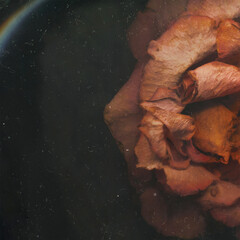 Beautiful rose romantic sensual close up photo. Dried red rose petals underwater. 