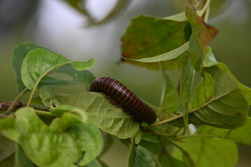 Narceus americanus millipede. It is a large millipede of eastern North America. Its Common names American giant millipede, worm millipede and iron worm.
