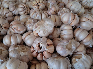 Pile of Fresh Garlic Bulbs for Cooking and Herbal Use