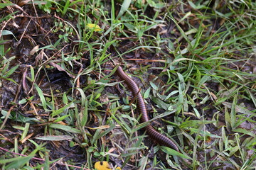 Narceus americanus millipede. It is a large millipede of eastern North America. Its Common names American giant millipede, worm millipede and iron worm.
