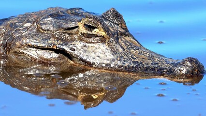 alligator in the water
