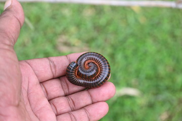 Narceus americanus millipede. It is a large millipede of eastern North America. Its Common names American giant millipede, worm millipede and iron worm.
