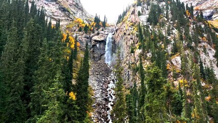 barbed wire fence and tree