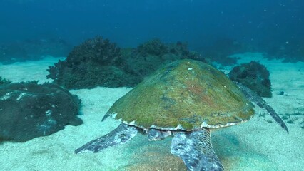 turtle swimming in the ocean