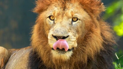 portrait of a male lion