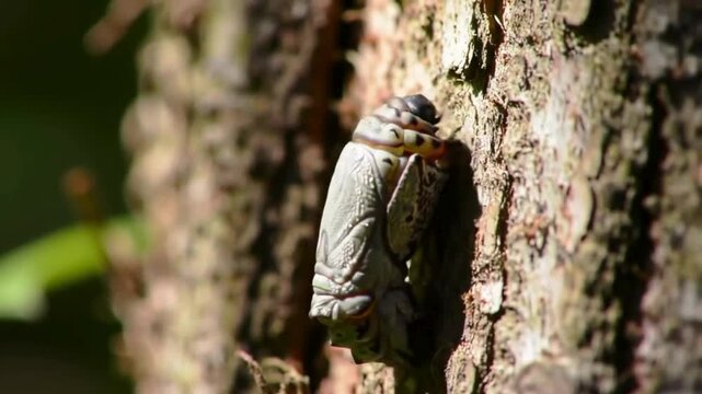 Close-up of a Lanternfly Nymph on a Tree Trunk in a Forest Setting