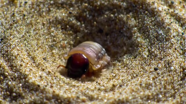 Close-up of a Sandworm Burrow in Detail