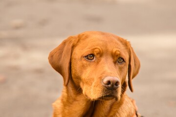 Labrador Hundeprotrait - aufmerksamer Blick