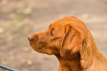 Labrador Hundeprotrait - aufmerksamer Blick