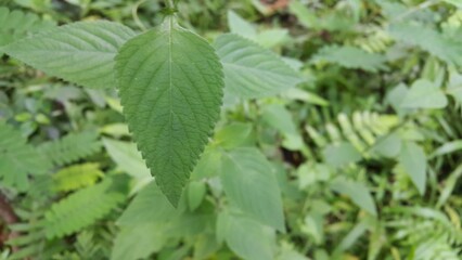 green leaves in the garden, Textured plant leaves background. Perfect for documentaries about tropical rainforests and World Wildlife Conservation Day on December 4th.