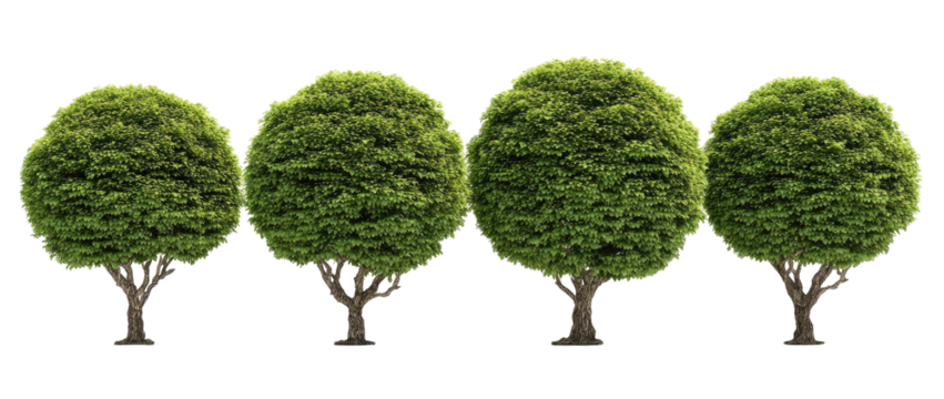 Row of stylized, round-topped trees