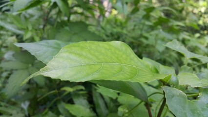 Obraz premium Green leaves pattern background, Natural background and wallpaper. Perfect for documentaries about tropical rainforests and World Wildlife Conservation Day on December 4th. green leaves in the morning