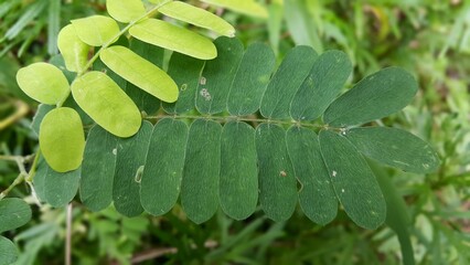 Abrus. Green leaves pattern background, Natural background and wallpaper. Perfect for documentaries about tropical rainforests and World Environment Day on June 5th. dew on the grass