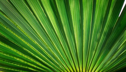 Obraz premium close up of a vibrant green palm leaf