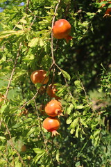 Ripe fresh pomegranates on branches ready for picking at a pomegranate farm