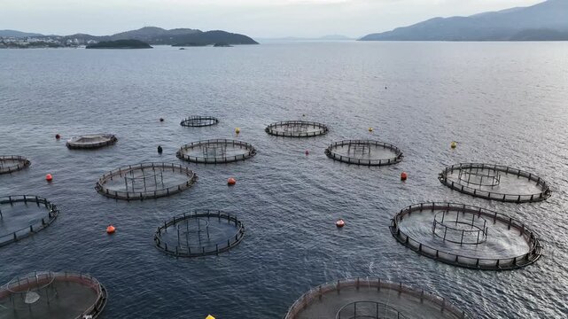 Offshore Aquaculture Fish Farming Circle cages in calm deep waters of Adriatic Sea. Floating Farms for growing Salmon
