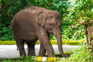 Fototapeta premium Its body is gray, its snout is called the trunk. The trunk of the Asian elephant has only one beak. Nakhon Ratchasima, Thailand. 