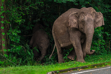 Fototapeta premium Its body is gray, its snout is called the trunk. The trunk of the Asian elephant has only one beak. Nakhon Ratchasima, Thailand. 