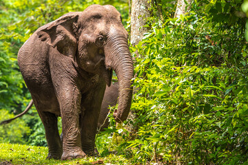 Fototapeta premium Its body is gray, its snout is called the trunk. The trunk of the Asian elephant has only one beak. Nakhon Ratchasima, Thailand. 