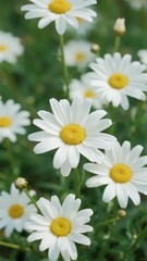 Field of White Daisies with Yellow Centers in Bloom