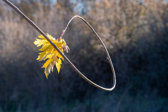 An isolated autumn leaf yellow nature iln the forest