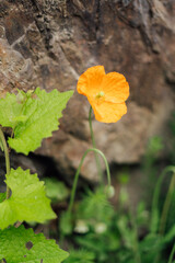 A single yellow poppy blooming on a stone wall