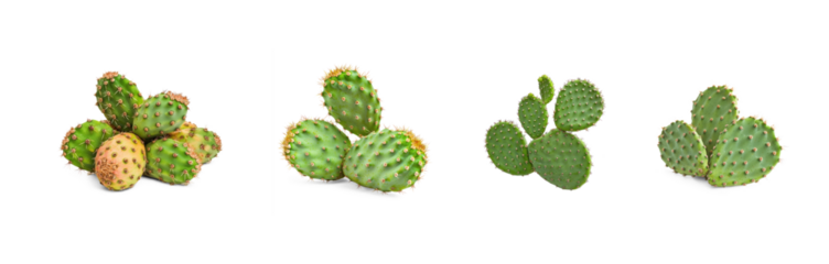 Collection of Prickly Pear Cactus isolate on transparent background