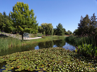 Summer landscape of the park with trees and pond
