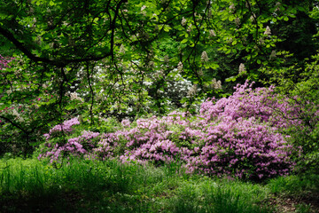 Obraz premium A cluster of pink azalea flowers.