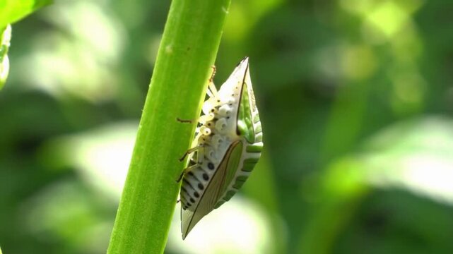 Detailed Close-Up Video of a Unique Planthopper Insect on Green Stem