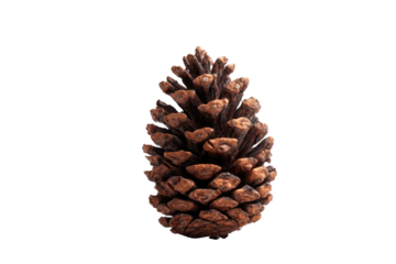 Close-up of a brown pine cone