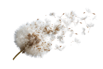 Delicate, dispersed seed head