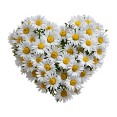 Fototapeta premium Photo of heart shape made of daisies isolated on transparent background