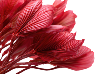 Close-up of vibrant red flowers