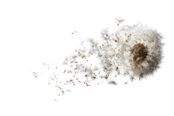 Abstract, textured, off-white growth on black background.  Irregular,  lumpy