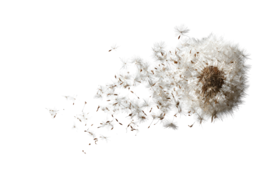 Abstract, textured, off-white growth on black background.  Irregular,  lumpy