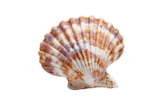 Close-up of a scallop shell